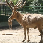 Zoo de Barcelona 03-04-11 573