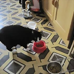 COMIENDO