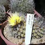 Copiapoa humilis