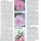 Articulo nuevo Rosa de Castilla