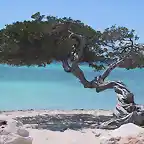 Eagle-Beach-arbol-divi