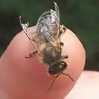 abeja alas