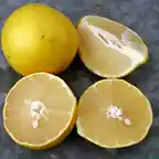 Lima palestina (Citrus limettioides)