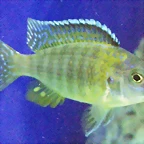Aulonocara hansbaenschi 1