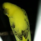 IMG-20190429-WA0005