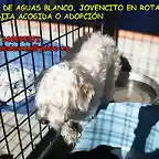 cruce de aguas blanco jovencito en rotaguau