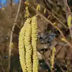 Corylus hispanica