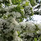 09, flor del espino, marca