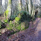 DSCN7206