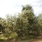 oliva en flor