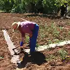 26, regando los tomates, marca