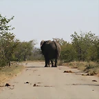 Kruger National Park 28-31 mayo 2009 573