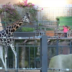 Zoo Barcelona 23-11-11 i 25-11-11 342