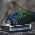 Zoo Barcelona 23-11-11 i 25-11-11 228