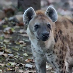 Zoo Barcelona 23-11-11 i 25-11-11 414