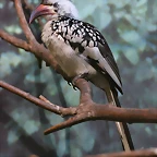 Zoo Barcelona 23-11-11 i 25-11-11 266