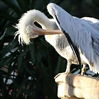 Zoo Barcelona 23-11-11 i 25-11-11 355