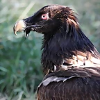 Zoo Barcelona 23-11-11 i 25-11-11 165