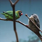 Zoo Barcelona 23-11-11 i 25-11-11 260