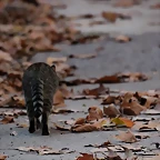 Zoo Barcelona 23-11-11 i 25-11-11 480