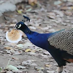 Zoo Barcelona 23-11-11 i 25-11-11 290