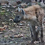 Zoo Barcelona 23-11-11 i 25-11-11 423