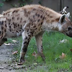 Zoo Barcelona 23-11-11 i 25-11-11 457