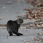 Zoo Barcelona 23-11-11 i 25-11-11 488