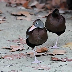 Zoo Barcelona 23-11-11 i 25-11-11 572