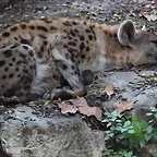 Zoo Barcelona 23-11-11 i 25-11-11 464