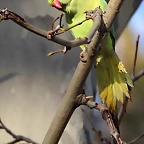 Zoo Barcelona 23-11-11 i 25-11-11 296