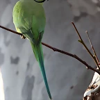 Zoo Barcelona 23-11-11 i 25-11-11 306