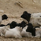 Sigean 02-08-11 399
