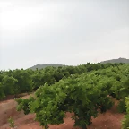 Chilches 052