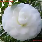 Camellia japonica 'ALBA PLENA'