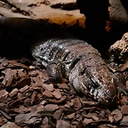 Zoo de Barcelona 03-04-11 070