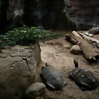 Zoo de Barcelona 03-04-11 071