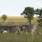Rietvlei Nature Reserve 7-02-09 411