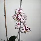 Orquidea Margarita
