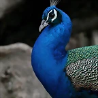 Zoo de Barcelona 15-02-11 266