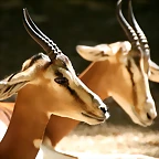 Zoo de Barcelona 17-08-11 027