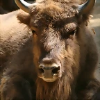 Zoo de Barcelona 17-08-11 173