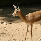 Zoo de Barcelona 17-08-11 240