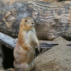 Zoo de Barcelona 17-08-11 287
