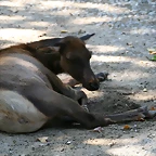 Zoo de Barcelona 17-08-11 303