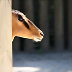 Zoo de Barcelona 17-08-11 031