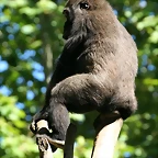 Zoo de Barcelona 17-08-11 081