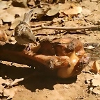 Zoo de Barcelona 17-08-11 003