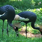 Zoo de Barcelona 17-08-11 205