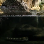 Zoo de Barcelona 27-03-11 665